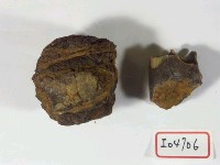 牛上頷臼齒連骨藏品圖，第2張